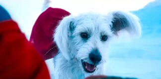 Создатели «Супермена» вместо трейлера предложили брать собак