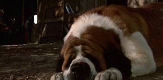 Netflix снимет ремейк «Куджо» по Стивену Кингу