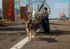 Стартовали съемки приключенческого фильма «Пальма 3»